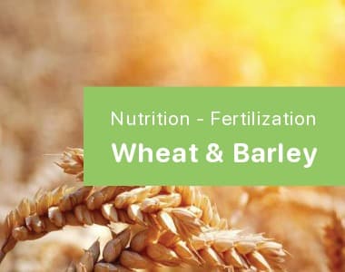 Wheat & Barley
