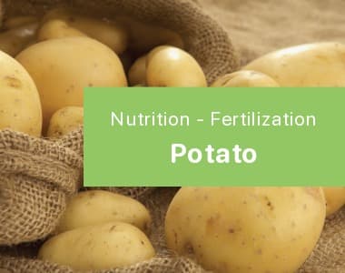 Potato