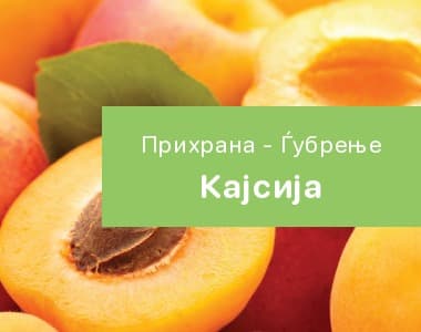 Кајсија