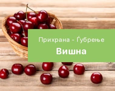 Вишна