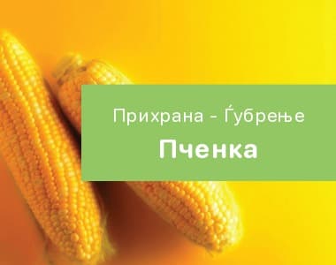 Пченка