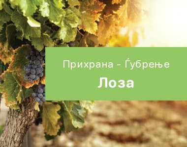 Лоза