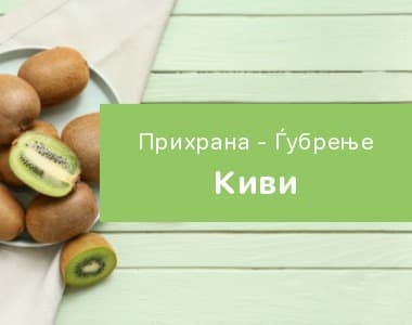 Киви