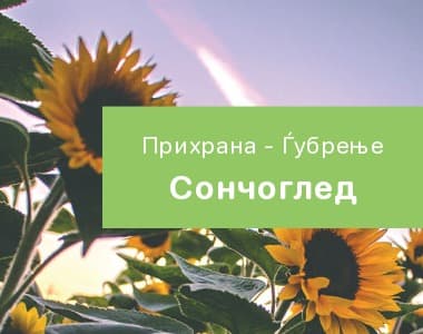 Сончоглед