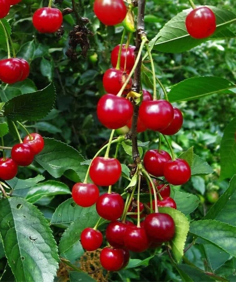 Вишна